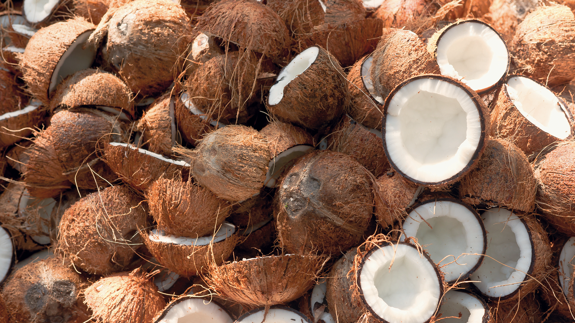 Noix de coco du sri lanka