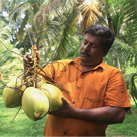 Keerthi Ranjith Ranwala producteur de noix de coco