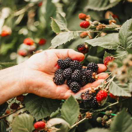 purée mûre surgelée