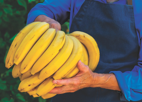 Bananes adamance