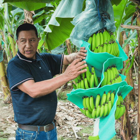 Producteur de banane adamance